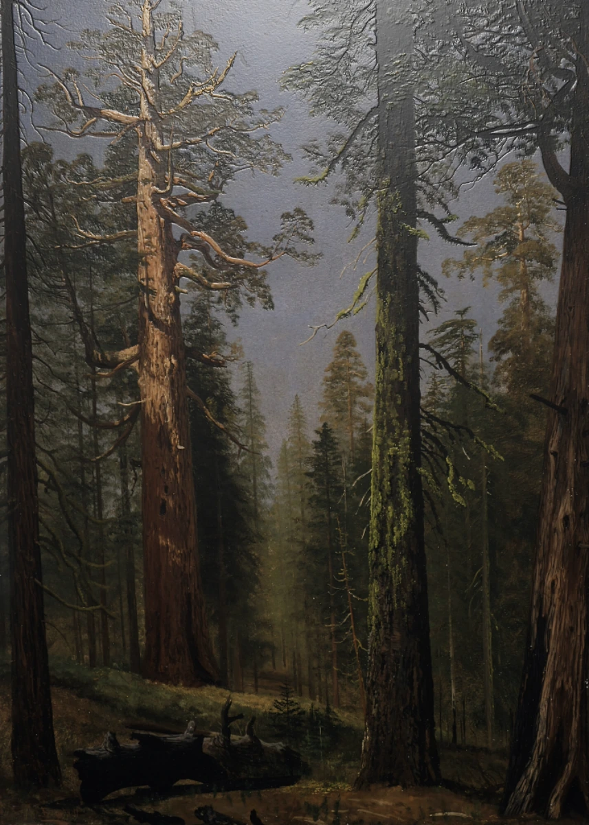 The Grizzly Giant Sequoia